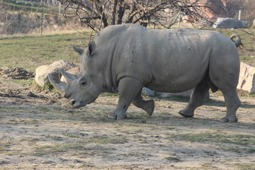 Obraz premium conservation efforts for endangered rhino