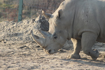 Naklejka premium rhino horn endangered