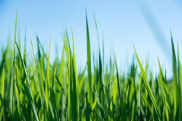 稲　農業イメージ