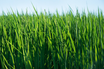 稲　農業イメージ