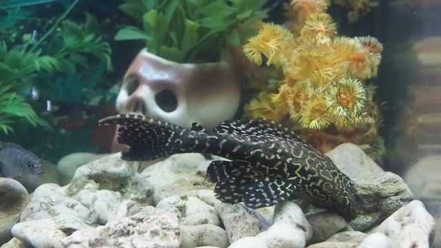 A home aquarium. Catfish cleans the aquarium.