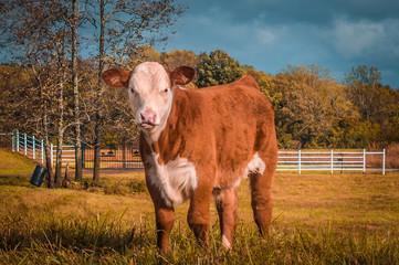 Hereford Autumn Fall Winter Calf baby white face