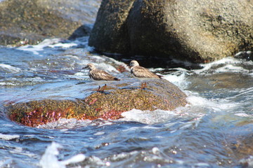 playero vuelve piedras 