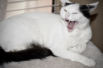 Fototapeta premium bite me