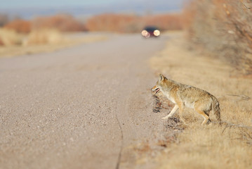 Canis latrans