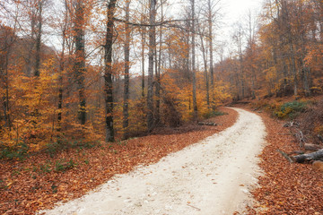 Fallen Leaves and Bare Trees in the Woodland