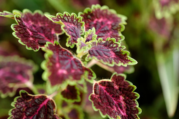 The mayana flowers in the vast valley, The northern of Thailand, The colorful of winter