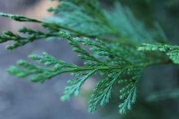 Leyland cypress green branch
