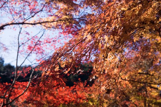 紅葉と青空
