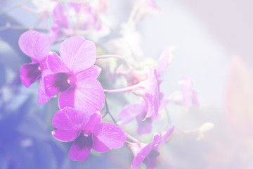 Orchid flower blooming soft pastel background