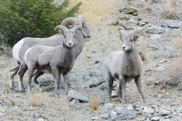 Colorado Rocky Mountain Bighorn Sheep