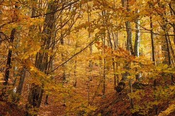 Fototapeta na wymiar Forest of Beech Trees in Autumn