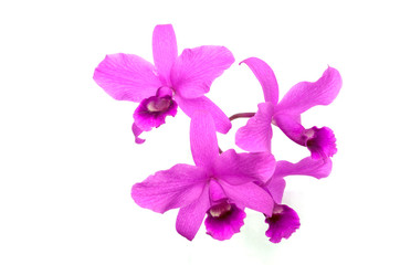 Fototapeta na wymiar Group of pink orchid