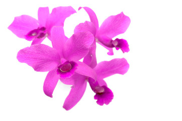 Group of pink orchid