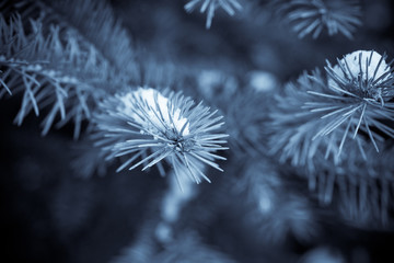 Naklejka na ściany i meble snowy fir tree branches