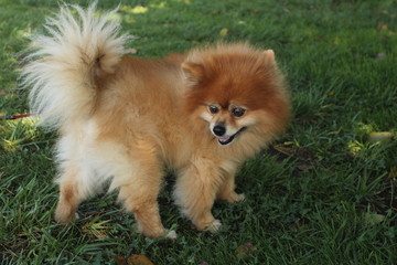 Brown pomeranian dog looking away on green grass background