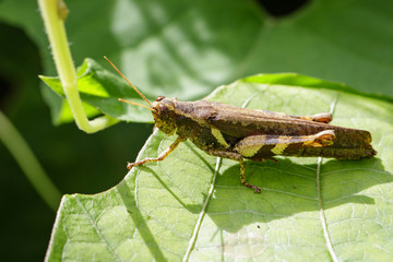 Image of Rufous-legged Grasshopper (Xenocatantops humilis) on green leaves. Insect Animal