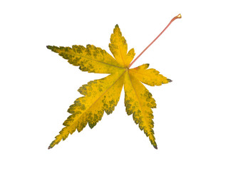 黄葉したカエデの葉