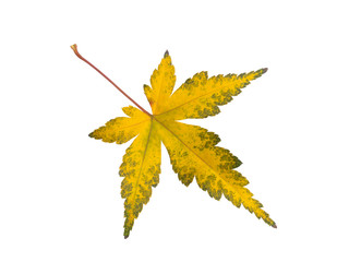 黄葉したカエデの葉