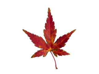 紅葉したカエデの葉