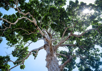 Big Tree