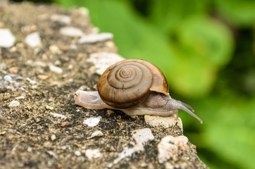 Close up of Snail