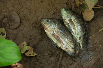  Fresh water fish on wet ground