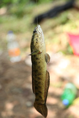 Fisherman caught a snakehead fish