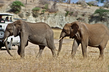 Elephants in Tanzania