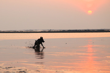 Silhouette of Black labrador dog playing at the beach