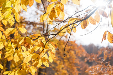 Beech Tree Leaves in a Sunny Autumn Day