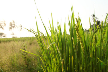 Young rice ears in the green field.