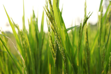 Fototapeta na wymiar Young rice ears in the green field.
