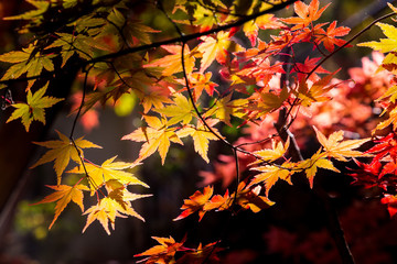 Red maple leaves in autumn season with blue sky blurred background, taken from Japan.
