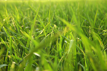 Young rice ears in the green field.