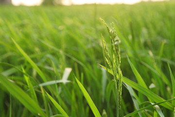 Young rice ears in the green field.