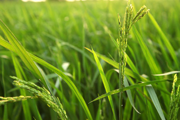 Young rice ears in the green field.