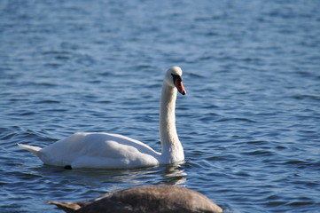 Schwan am 