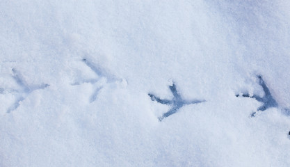 bird footprints in snow