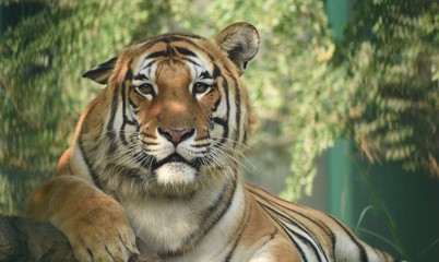 The Royal Bengal Tiger