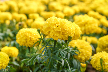Marigolds (Tagetes erecta, Mexican marigold, Aztec marigold, African marigold)