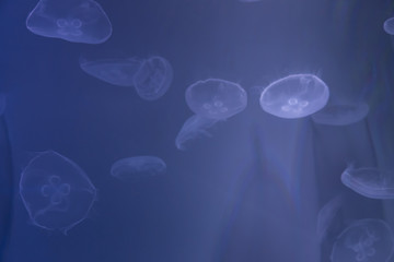 クラゲ