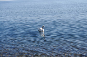 einsamer Schwan am gelben Ufer in Zudar, Insel Rügen