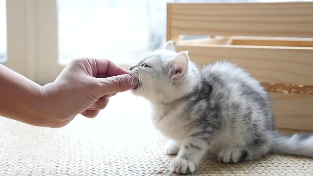 Asian woman feeding American shorthair cat by hand at home slow motion 