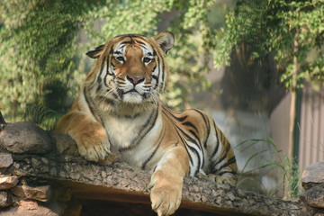 The Royal Bengal Tiger