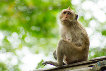 Monkey sitting on the roof.
