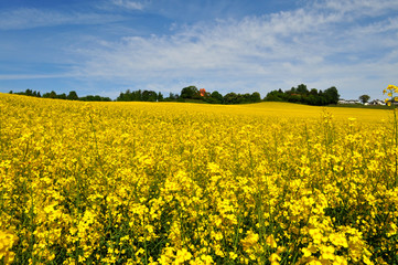 Obraz premium Raps, Rapsfeld in Göhren auf Rügen, Halbinsel Mönchgut