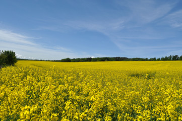 Obraz premium Raps, Rapsfeld in Göhren auf Rügen, Halbinsel Mönchgut