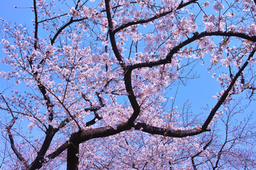 Obraz premium 東京の千鳥ヶ淵の桜