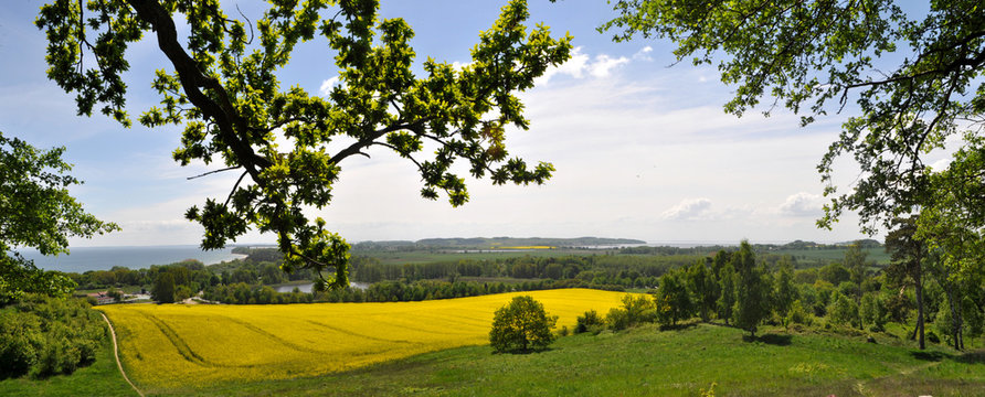 Panorama Rapsfeld in G&ouml;hren auf R&uuml;gen, Halbinsel M&ouml;nchgut
